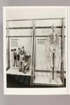 Teilansicht, Ausstellungseinheit Muskeln und Knochen