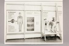 Teilansicht, Ausstellungseinheit Blutkreislauf, Blut und Muskeln